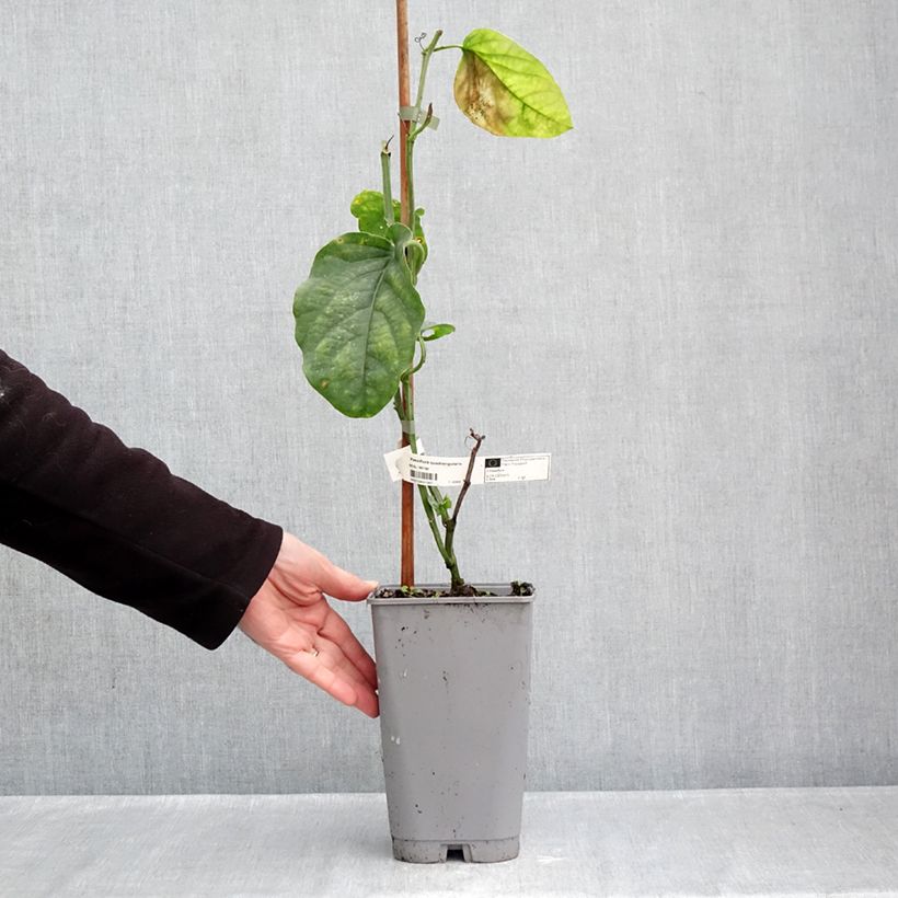 Spécimen de Passiflore quadrangularis - Barbadine Pot de 3L/4L tel que livré en automne