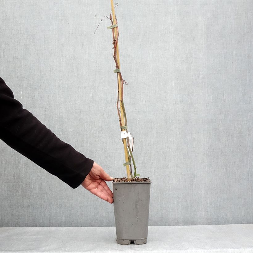 Spécimen de Passiflore quadrangularis - Barbadine Pot de 3L/4L tel que livré au printemps