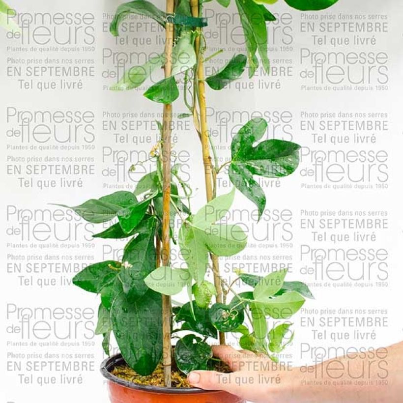 Exemple de spécimen de Passiflore Perfume Passion Pot de 2L/3L tel que livré