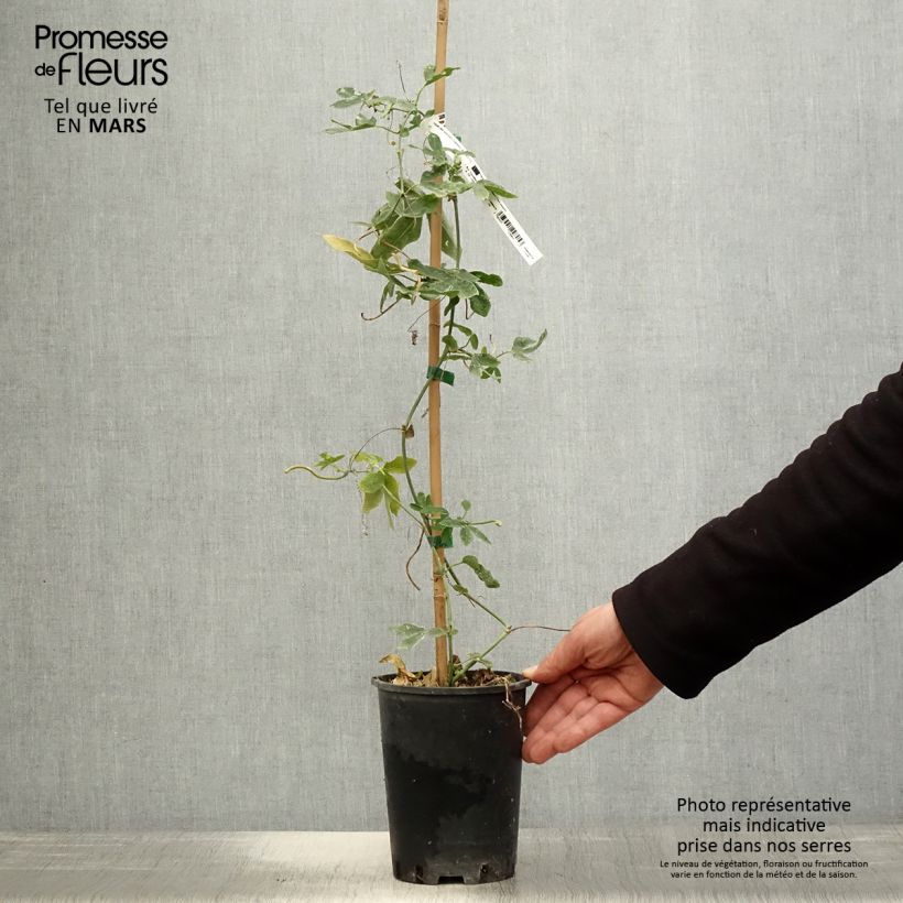 Example of Passifore Damsel's Delight - Fleur de la Passion Pot de 2L/3L as you get in printemps