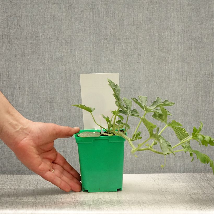 Example of Pastèque Ingrid F1 en plants GREFFES Pot de 10 cm/11cm as you get in printemps