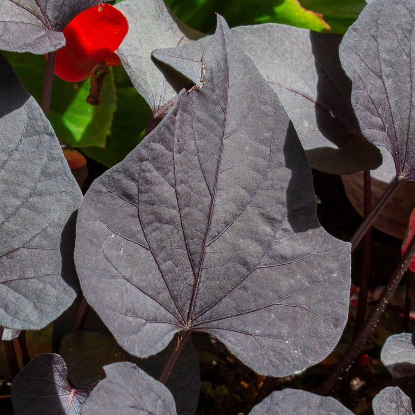 Patate douce Sakura en plants (Foliage)