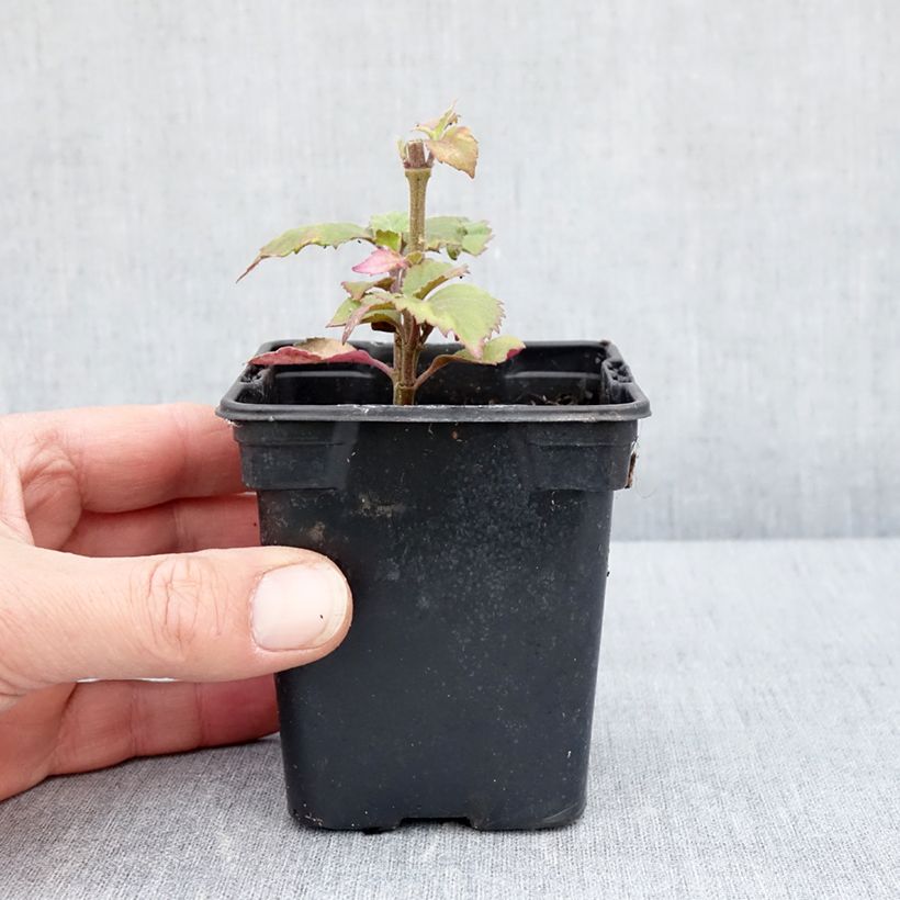 Example of Patchouli - Pogostemon cablin Godet de 8/9 cm as you get in printemps