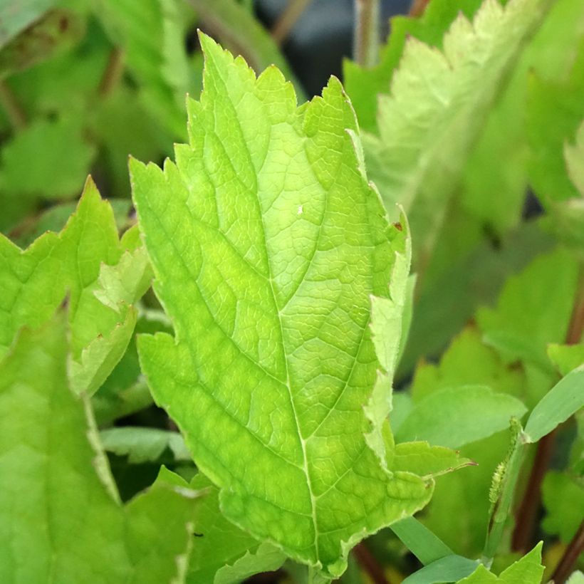Patrinia gibbosa (Foliage)