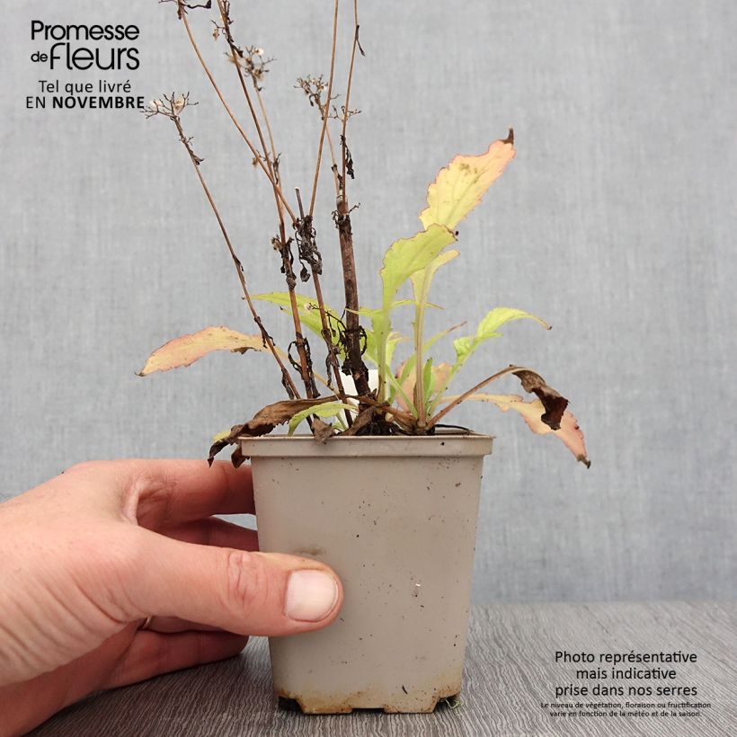 Spécimen de Patrinia monandra Godet de 8/9 cm tel que livré en automne