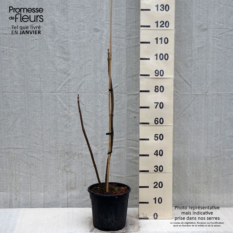 Example of Paulownia elongata - Arbre impérial Pot de 7,5L/10L as you get in hiver