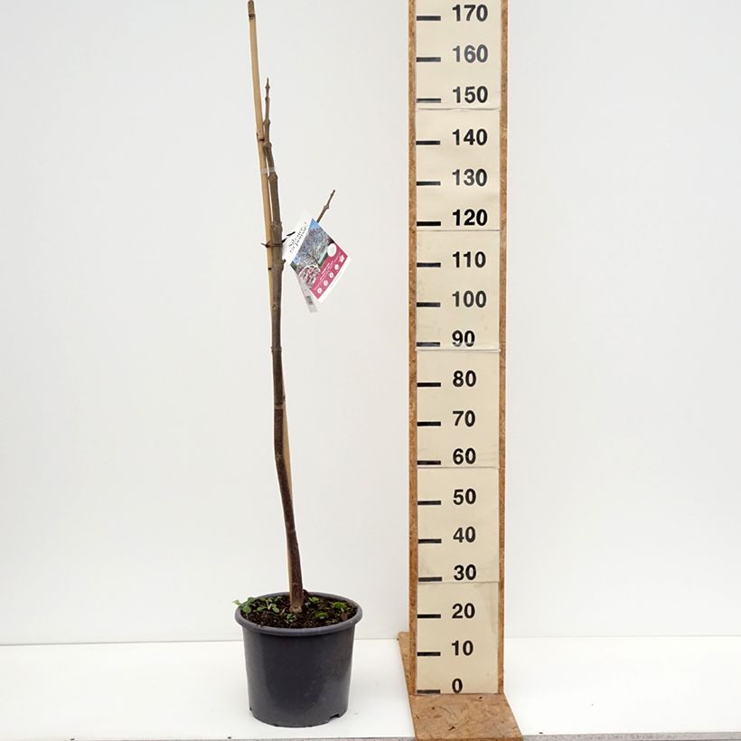 Spécimen de Paulownia fortunei April Light - Arbre du dragon Pot de 12L/15L, Baliveau tel que livré en automne