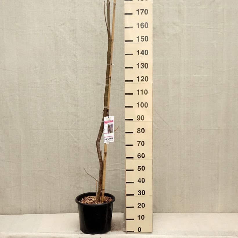 Example of Paulownia fortunei April Light - Arbre du dragon Pot de 12L/15L, Baliveau as you get in printemps