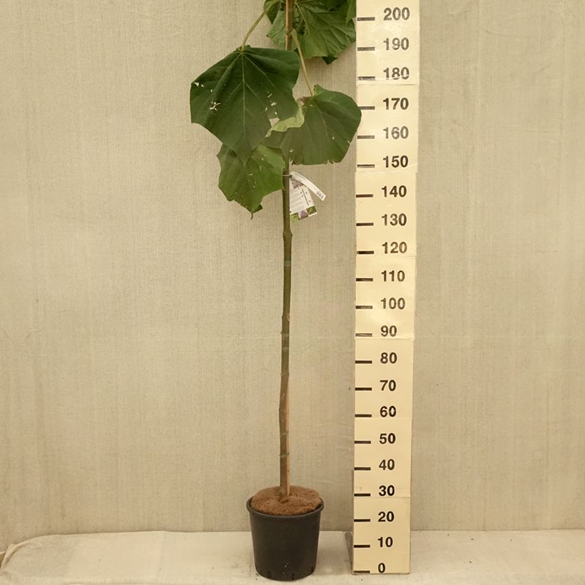 Spécimen de Paulownia fortunei Fast Blue Pot de 12L/15L, Baliveau tel que livré en été