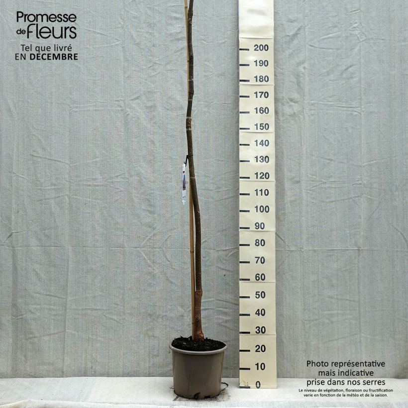 Example of Paulownia fortunei Fast Blue Pot de 12L/15L, Baliveau as you get in hiver