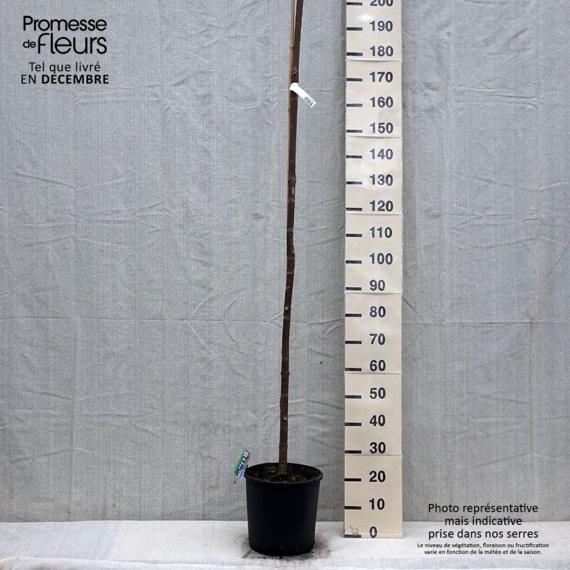 Example of Paulownia fortunei Fast Blue Pot de 7,5L/10L as you get in hiver
