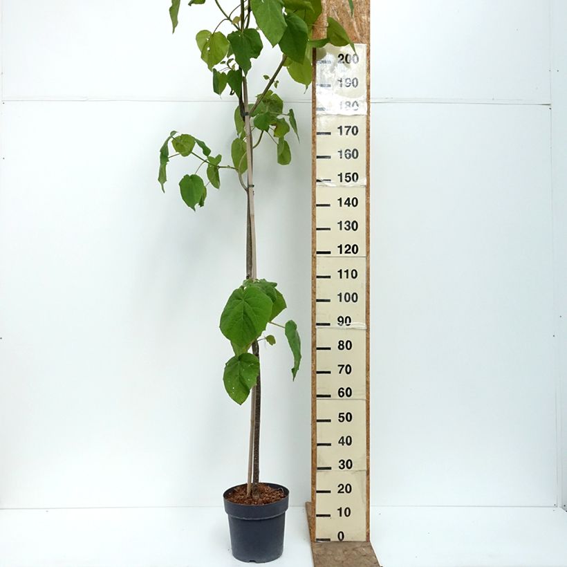 Spécimen de Paulownia tomentosa - Arbre impérial Pot de 7,5L/10L tel que livré en été