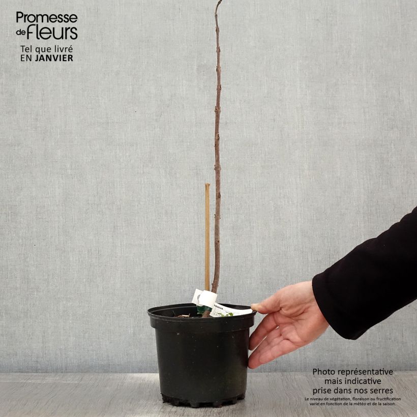 Spécimen de Paulownia tomentosa Hulsdonk - Arbre impérial Pot de 3L/4L tel que livré en hiver