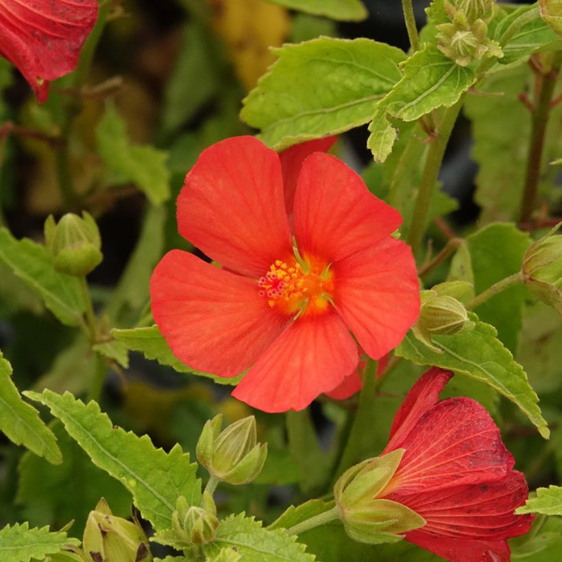 Pavonia Flamboyant - Pavonie (Floraison)