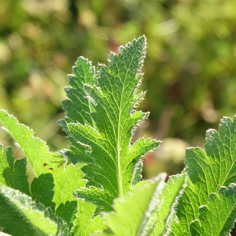 Pavot d'Orient Little Dancing Girl - Papaver orientale (Foliage)