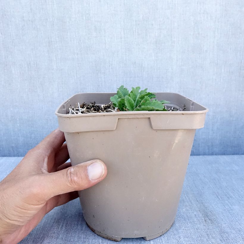 Example of Pavot d'Orient Little Dancing Girl - Papaver orientale Pot de 2L/3L as you get in ete