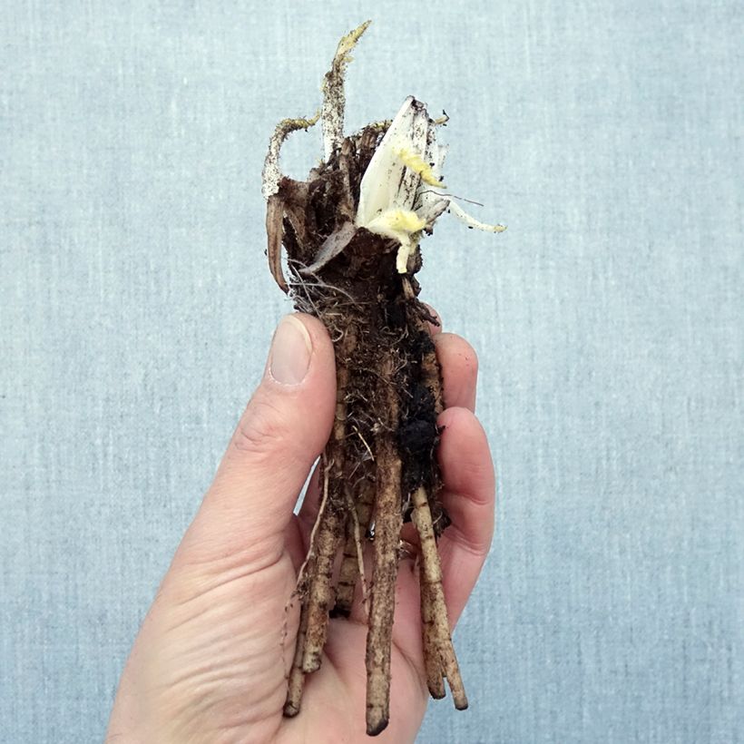 Example of Pavot d'Orient Manhattan - Papaver orientale Racines nues, Qualité Extra équivalant à un pot de 2L as you get in hiver