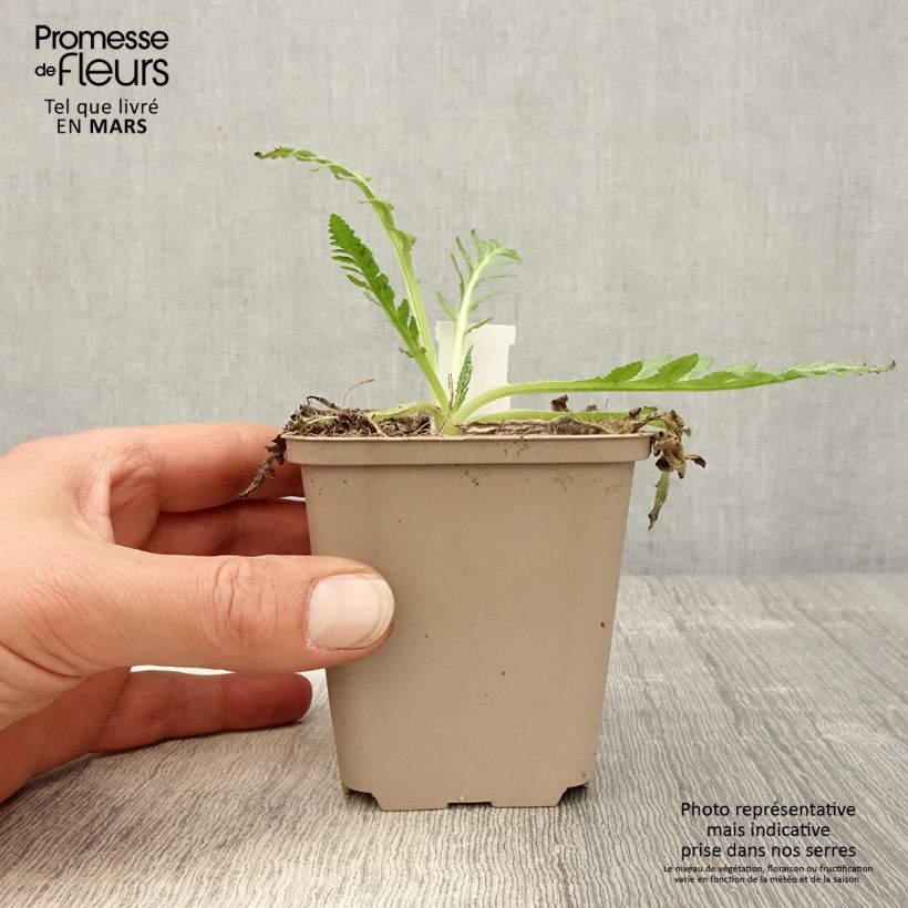 Spécimen de Pavot d'Orient Helen Elisabeth - Papaver orientale Godet de 8/9 cm tel que livré au printemps