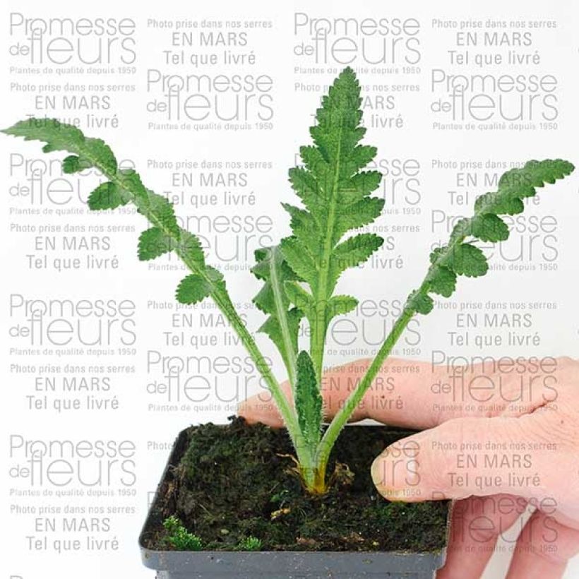 Exemple de spécimen de Pavot d'Orient Queen Alexandra - Papaver orientale Godet de 8/9 cm tel que livré