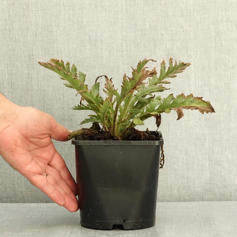 Spécimen de Pavot d'Orient Pink Perfection - Papaver orientale Pot de 2L/3L tel que livré en été
