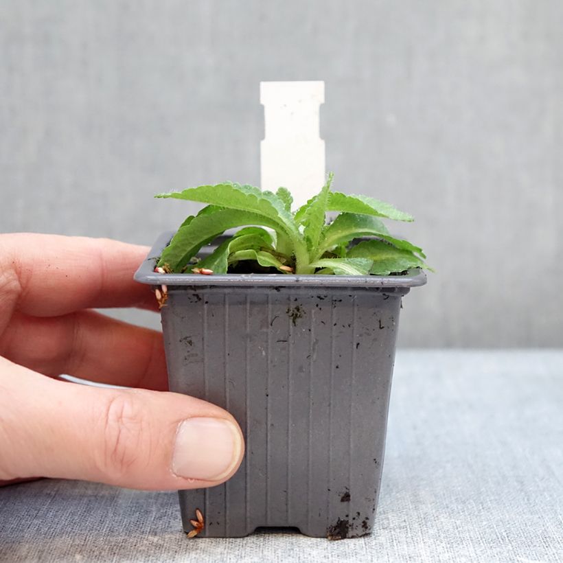 Example of Pavot d'Orient Red Rumble - Papaver orientale Godet de 8/9 cm as you get in hiver