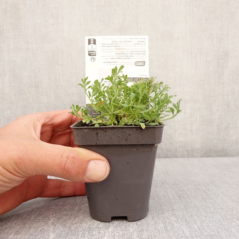 Example of Pavot des Alpes - Papaver alpinum Godet de 8/9 cm as you get in printemps