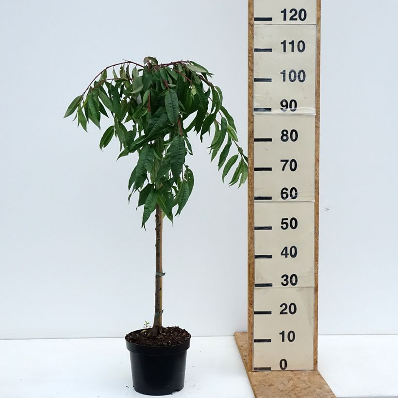 Spécimen de Pêcher à fleurs pleureur - Prunus persica Melred Weeping Pot de 4L/5L, Tige, Tige de 80 cm tel que livré en automne