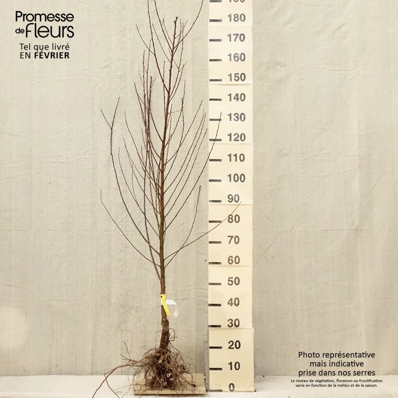 Example of Pêcher Amsden Racines nues, Gobelet as you get in hiver