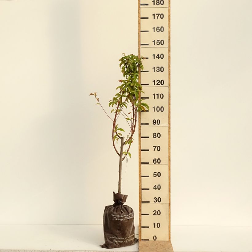 Spécimen de Pêcher Andromède - Prunus persica Motte "Prêt-à-planter", Gobelet tel que livré en été