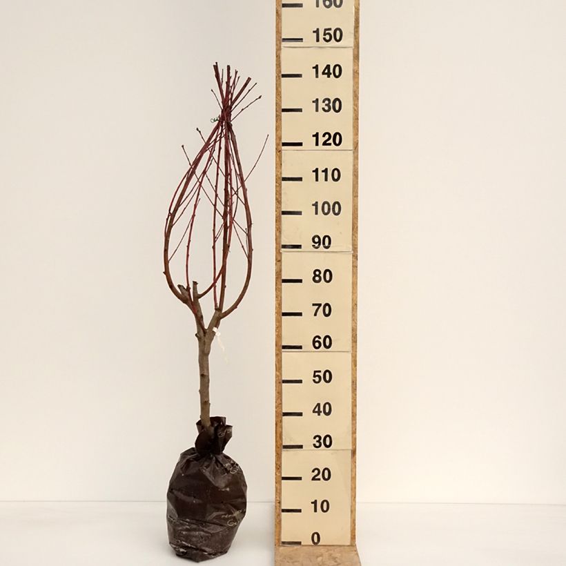 Example of Pêcher Andromède - Prunus persica Motte "Prêt-à-planter", Gobelet as you get in printemps