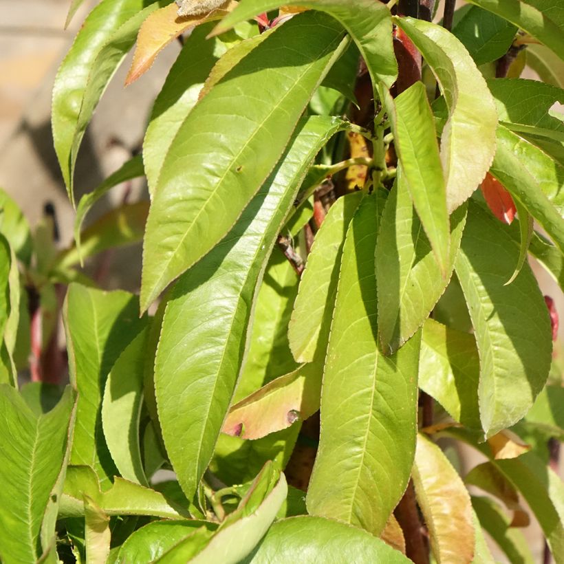 Pêcher Andromède - Prunus persica (Foliage)