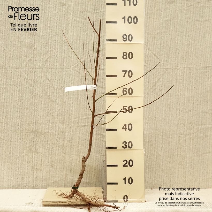 Spécimen de Pêcher Charles Ingouf - Prunus persica Racines nues, Gobelet tel que livré en hiver