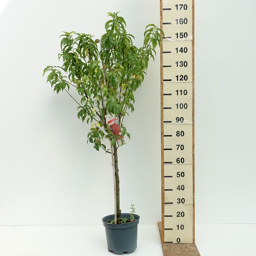Spécimen de Pêcher Charles Ingouf - Prunus persica Pot de 7,5L/10L, Gobelet tel que livré en été