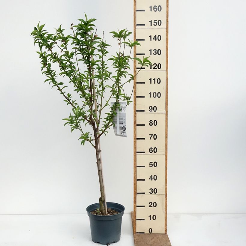 Spécimen de Pêcher Charles Ingouf - Prunus persica Pot de 7,5L/10L, Gobelet tel que livré au printemps