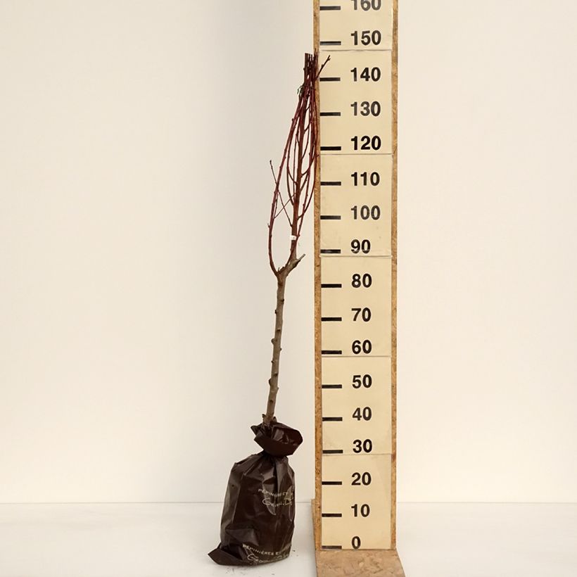 Spécimen de Pêcher de Vigne blanche - Pêche de vigne Motte "Prêt-à-planter", Gobelet tel que livré au printemps