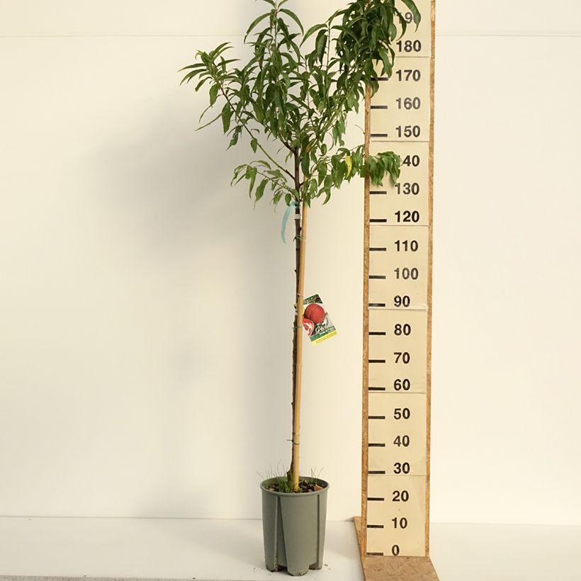 Spécimen de Pêcher de Vigne blanche - Pêche de vigne Pot de 12L/15L, Demi-Tige tel que livré en été