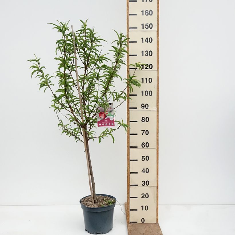 Spécimen de Pêcher de Vigne Sanguine - Pêche de Vigne Pot de 7,5L/10L, Gobelet tel que livré au printemps