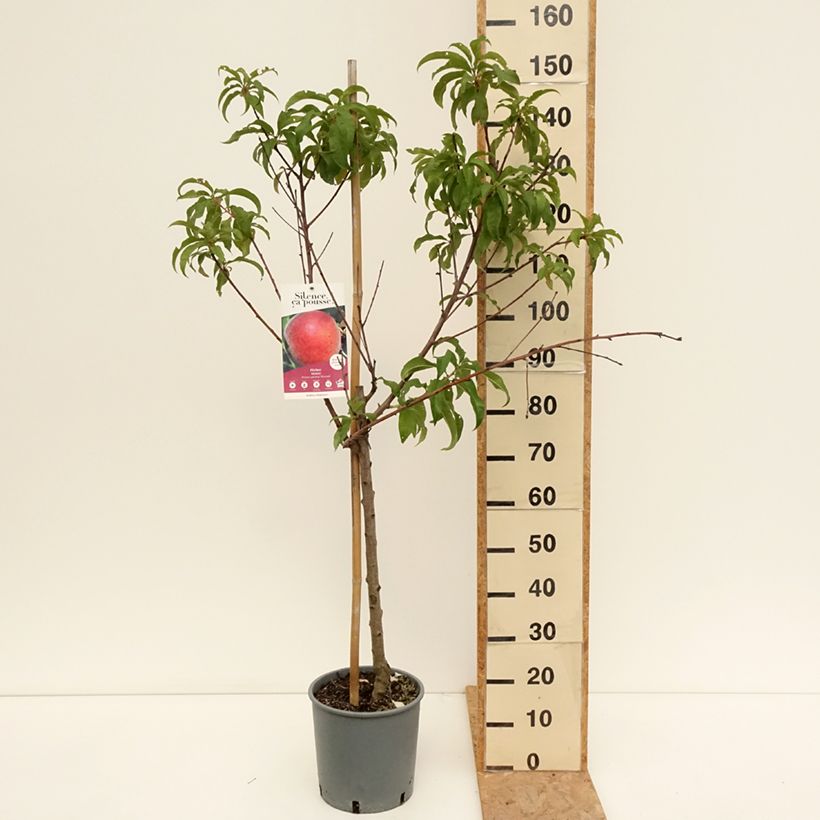 Spécimen de Pêcher Dixired Pot de 7,5L/10L, Gobelet tel que livré en été