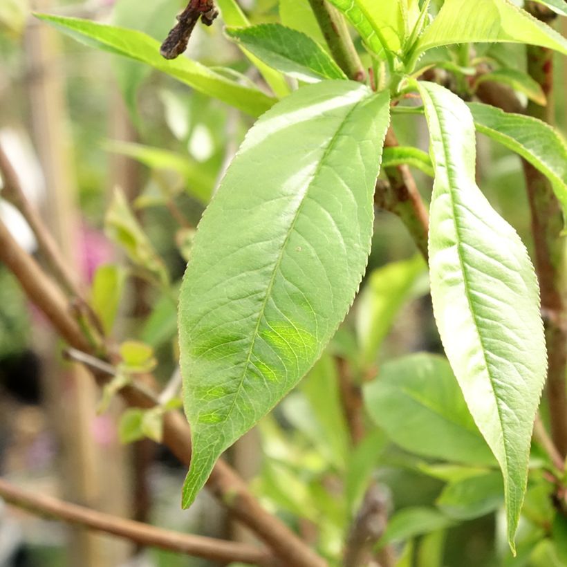Pêcher Michelini (Feuillage)