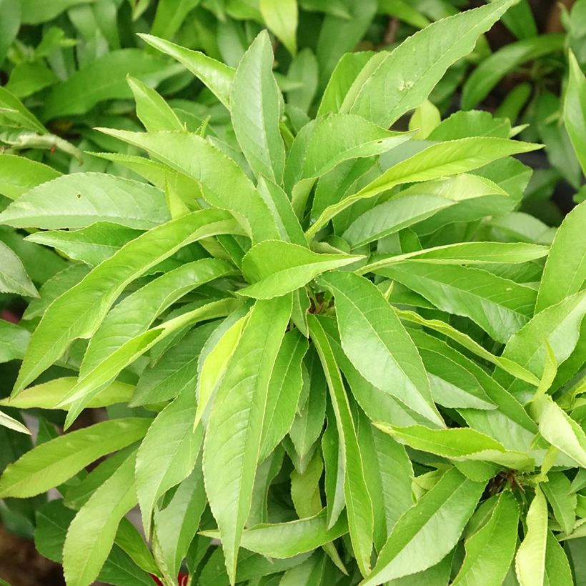Pêcher nain Amber Pix Zee  (Foliage)