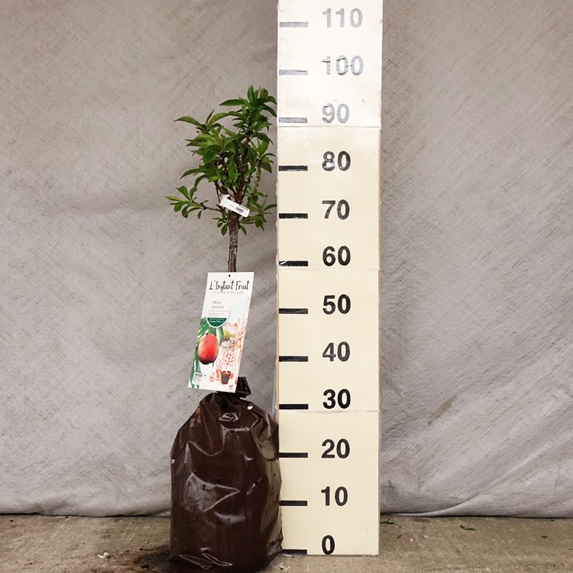 Example of Pêcher nain Bonanza - Georges Delbard Motte "Prêt-à-planter", 1/4 de tige, Tronc de 30/40cm as you get in printemps