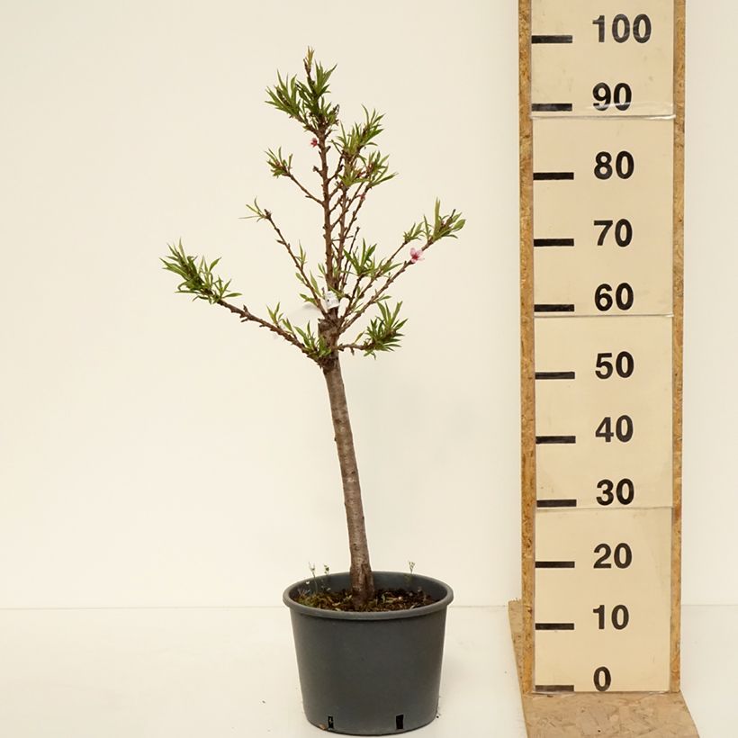 Example of Pêcher nain Bonanza - Georges Delbard Pot de 7,5L/10L, 1/4 de tige, Tronc de 30/40cm as you get in printemps