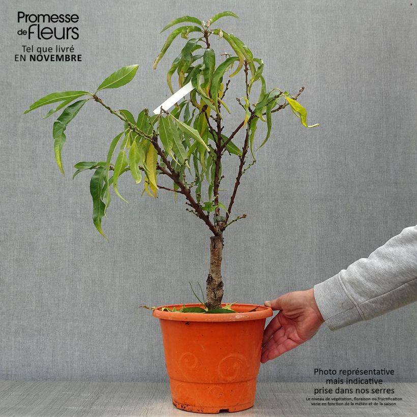 Spécimen de Pêcher nain Diamond Zaipevi Pot de 6L/7L, 1/4 de tige, Tige de 40 cm tel que livré en automne