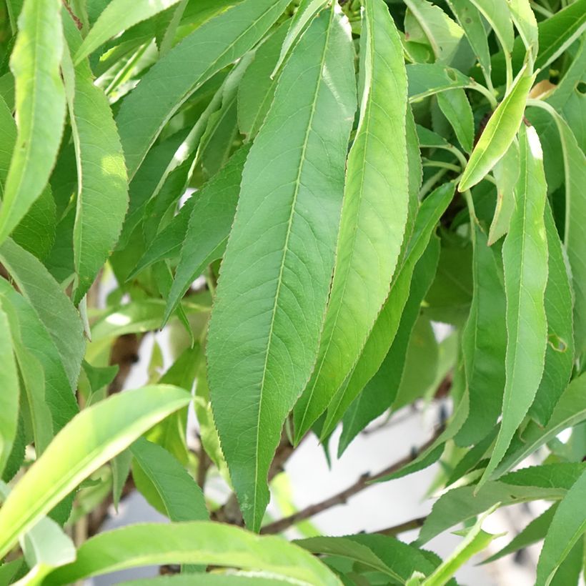Pêcher nain Diamond Zaipevi (Foliage)