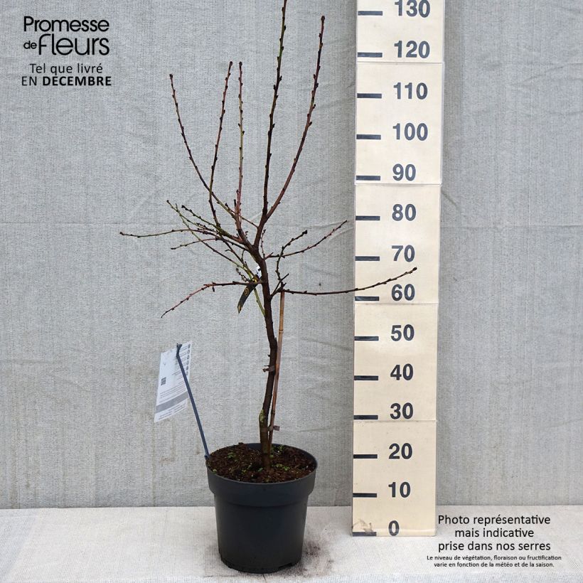 Spécimen de Pêcher nain Ice Peach  Pot de 7,5L/10L, 1/4 de tige, Tige de 30 cm tel que livré en automne
