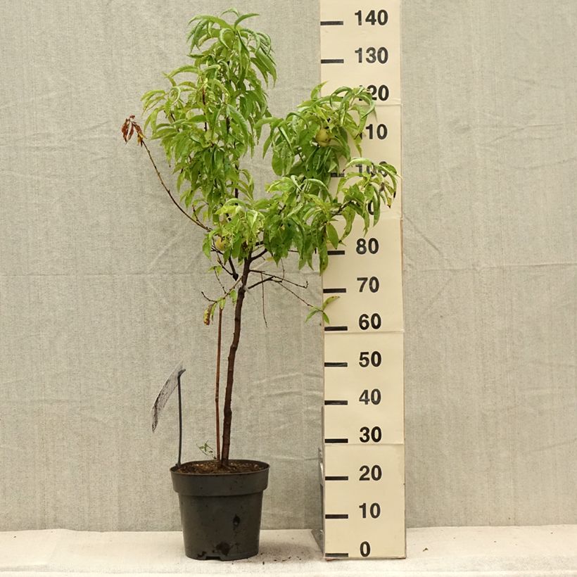 Spécimen de Pêcher nain Ice Peach  Pot de 7,5L/10L, 1/4 de tige, Tige de 30 cm tel que livré en été
