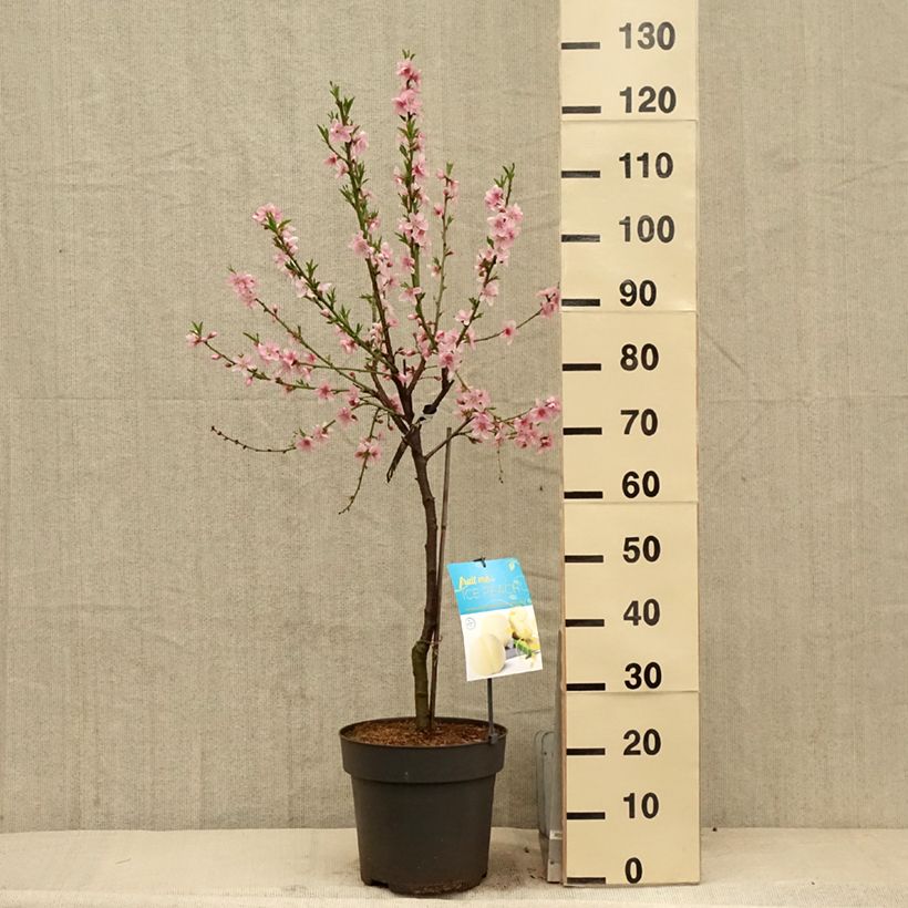 Example of Pêcher nain Ice Peach  Pot de 7,5L/10L, 1/4 de tige, Tige de 30 cm as you get in printemps