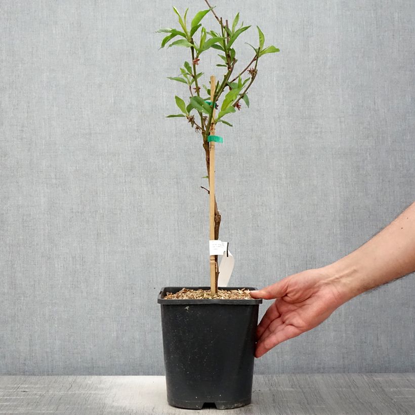 Example of Pêcher nectarinier nain Fruit Me Necta Me Pot de 4L/5L, Nain as you get in printemps