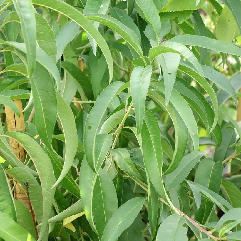 Pêcher Platicarpa bianca - Pêche plate blanche (Foliage)