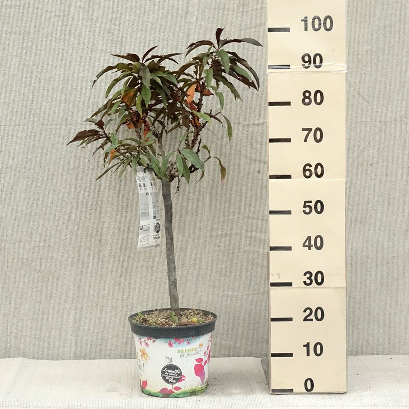 Spécimen de Pêcher - Prunus persica Nain Crimson Bonfire Pot de 6L/7L, 1/4 de tige, Tige de 40 cm tel que livré en été